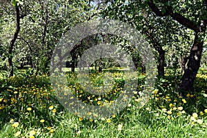 Spring landscape with blossom apple trees in a dense park in sunny day