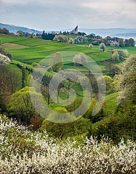 Spring landscape with blossom trees on a green meadows.
