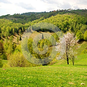 Spring landscape with blossomed tree