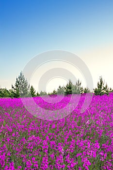 Spring landscape with blossoming flowers on meadow