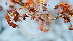 Spring landscape - a blossoming maple with bright orange leaves against the blue sky.