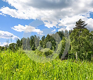 Spring landscape with blossoming meadow