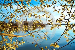 Spring landscape with a blossoming tree and the river