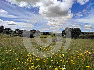 Spring landscape with blue sky and storm clouds over green meadow with yellow flowers