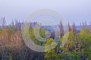 Spring landscape - bright green trees with young foliage on a bright warm sunny day in early spring.