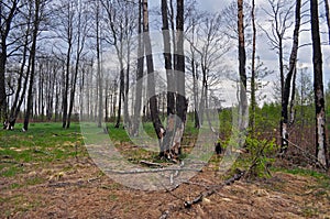 Spring landscape of a burnt forest recovering from a fire