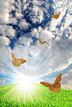 Spring landscape with butterfly