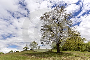 Spring Landscape of Cherna Gora mountain, Bulgaria