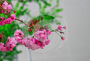 Spring landscape cherry blossoms, branch with bright pink flowers,