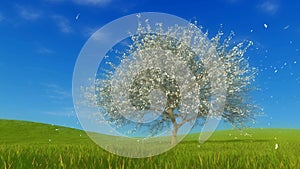 Spring landscape with cherry tree in full blossom