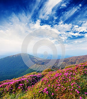 Spring landscape with the cloudy sky and colors