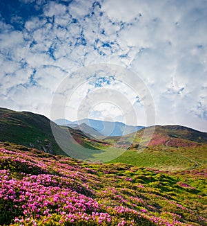 Primavera nuvoloso il cielo un fiore 