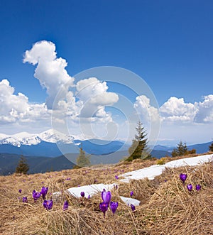 Spring landscape with the cloudy sky and Flower