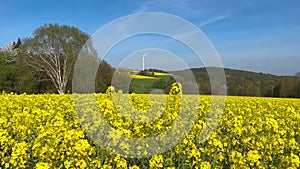 Spring landscape cloudy sky, golf course, cherry blossoms, rapeseed fields and windmills in German countryside.