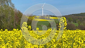 Spring landscape cloudy sky, golf course, cherry blossoms, rapeseed fields and windmills in German countryside.