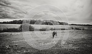 Spring landscape in cloudy weather