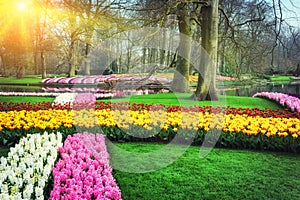 Spring landscape with colorful flowers