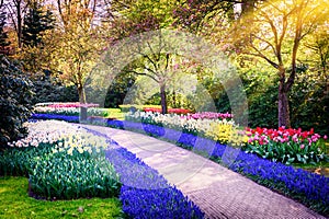 Spring landscape with colorful flowers