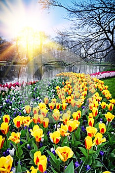 Spring landscape with colorful tulips
