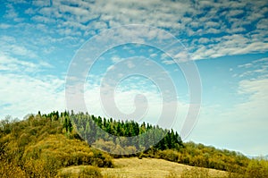 Spring landscape, coniferous forest on a green lawn background