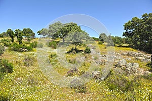 Spring landscape in Cornalvo Natural Park, Spain. Hiking in Extremadura