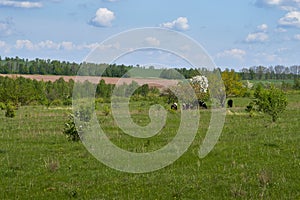 Spring landscape with cows grazing on a green meadow