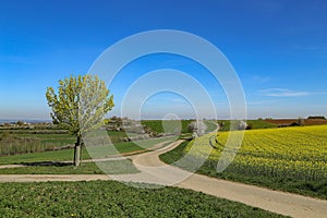 Spring landscape. Cultivated colorful raps field in Germany