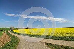 Spring landscape. Cultivated colorful raps field in Germany