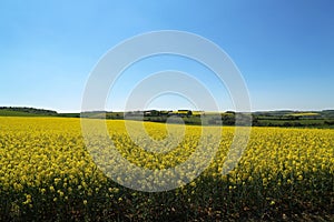 Spring landscape. Cultivated colorful raps field in Germany