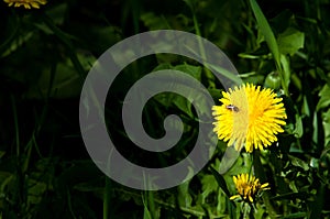 Spring landscape, dandelion flowers bright yellow on the lawn. D photo