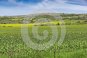 Spring landscape of Danubian Plain, Bulgaria