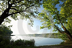 spring landscape at dawn oak trees covered with fresh leaves the edge of lake on a sunny morning against blue sky right side photo