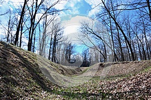 Spring landscape with a deep ravine filled with fallen leaves surrounded by a lot of trees on the edge of the forest next to the