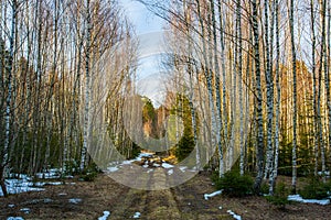 Spring Landscape In Dense Forest With Road With Melting Snow