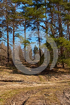 Spring landscape. A dirt road leading to the edge of the pine forest