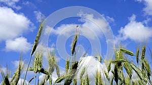 Spring landscape with ears in the wind