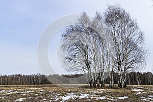 Spring landscape, a few young birches in the field and the forest in the distance