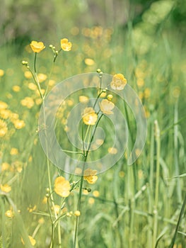 Spring landscape with a field full of small yellow Ranunculus repens buttercup flowers