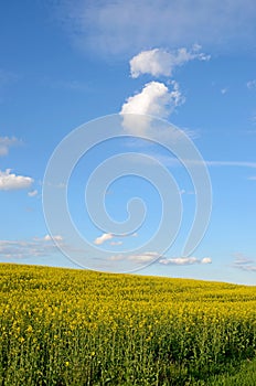 Spring landscape with field and interesting pattern of clou