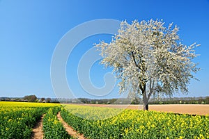 Spring landscape with field of rapeseed and cherry tree in sunny day.