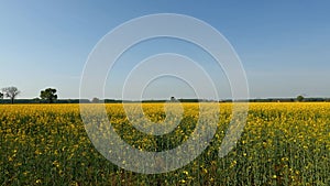 Spring Landscape in a Field with Yellow Flowers - 5K