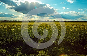 Spring landscape with fields of oilseed rape in bloom under blue sky with cumulus clouds.