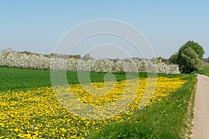 Spring landscape with fields, orchards and roads in Haspengouw region, Limburg, Belgium