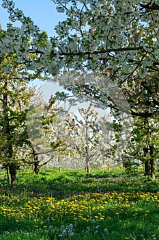 Spring landscape with fields, orchards and roads in Haspengouw region, Limburg, Belgium