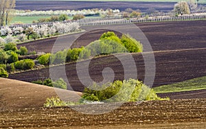 Spring landscape with fields and trees