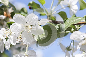 Apple blossom flowers in spring