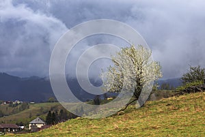 Spring landscape flowering apple trees on the hills of Transylvania