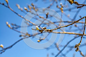 Spring landscape with flowering branches of willow against the blue sky