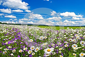 Spring landscape with flowering flowers on meadow