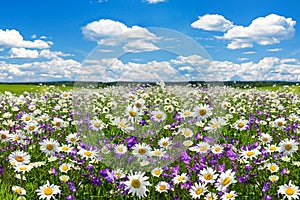 Spring landscape with flowering flowers on meadow